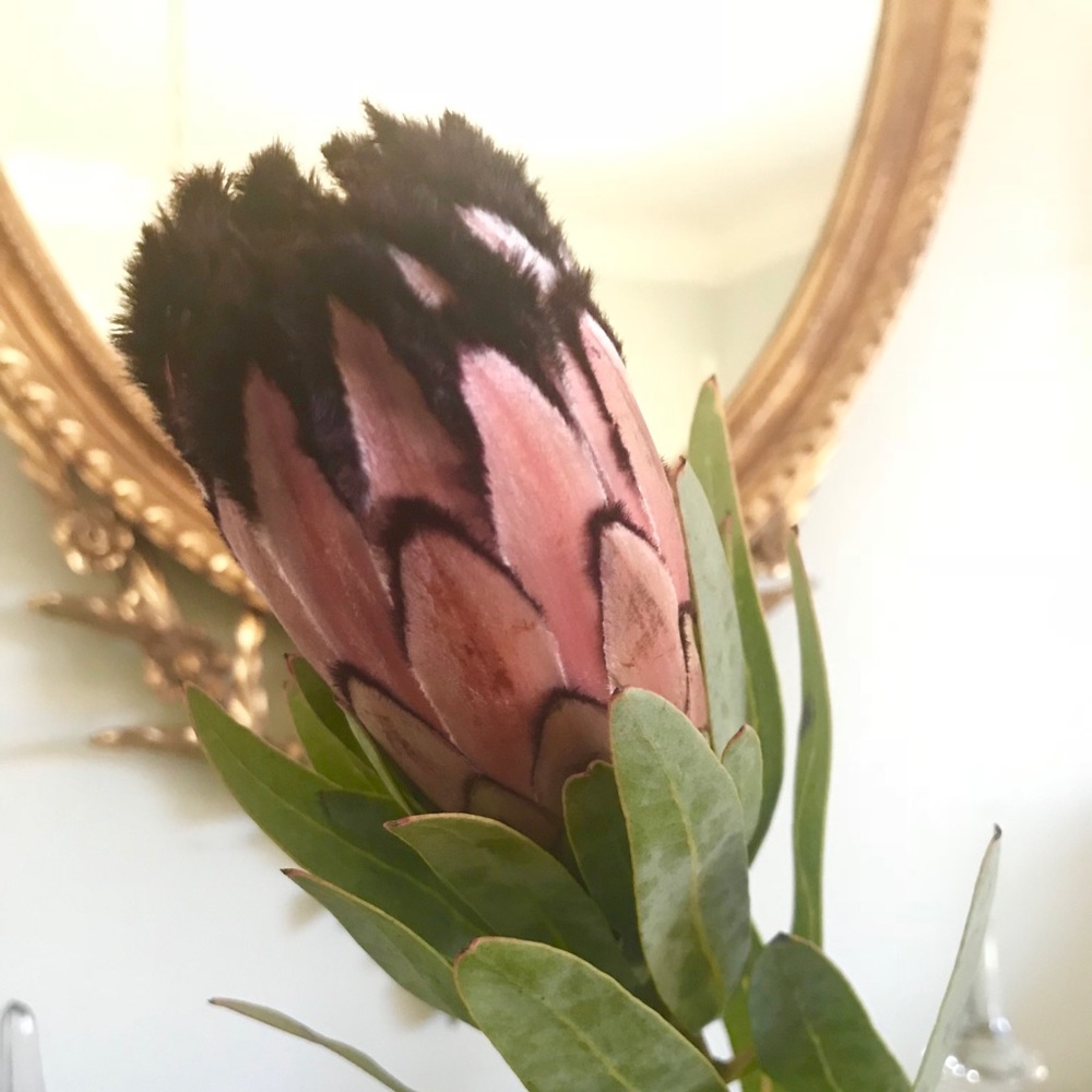 Meet your Posher, Lee